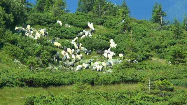 A flock of sheep graze in juniper thickets on the edge of the alpine zone of a mountain slope. Carpathians.