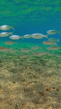 Barred Flagtail schools navigate sunlit shallows, their scales flash of brilliance. Shimmering group of Five-striped Flagfish (Kuhlia mugil) swims by, their scales glittering beautifully in sunshine.