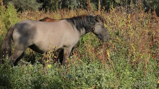A grazing wild horse of the Hutsul breed, decorated with a headdress made of prickly weed seeds.