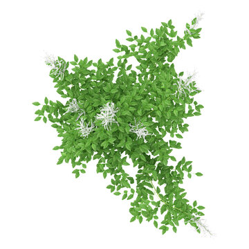 3d illustration of Aruncus sylvester Plant isolated on transparent background from top view