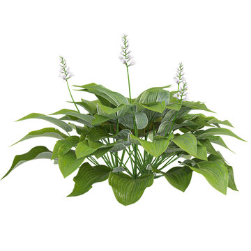 3d illustration of Hosta Tree isolated on transparent background