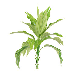Fototapeta premium 3d illustration of Miniature fish-tail palm Tree isolated on transparent background