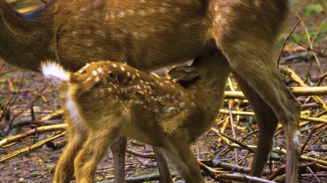 Close up of an axis deer fawn standing in the forest with his mother on a sunny autmn day and and drinking from her udder