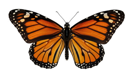 Monarch butterfly PNG isolated on transparent background, orange and black wings with white spots, beautiful insect for design projects © Sorin