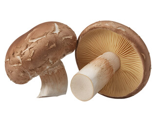 Two brown mushrooms with white stems on transparent background
