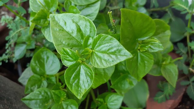 Peperomia pellucida plant in the garden. Also known as Sirih Tumpang air, tumpang angin or suruhan, pepper elder, shining bush plant, crab claw herb, and man to man. Used in herbal medicine.