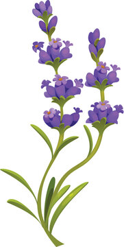 Lavender flowers of a blooming lavender sprig in soft purple hues. Botanical vector lavender's use in essential oil production and natural cosmetics. Perfume packaging, or invitation designs