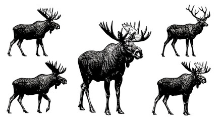 Naklejka premium Collection of moose in different poses and sizes