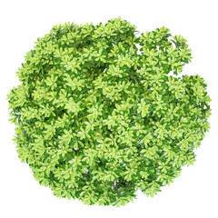 Obraz premium collection of Cheesewood plant on transparent canvas from top view