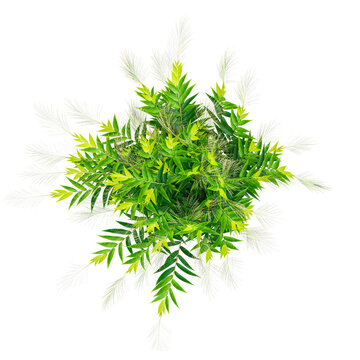 collection of Italian Ruscus Greenery plant on transparent canvas from top view