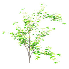 collection of Japanese maple tree with realistic style