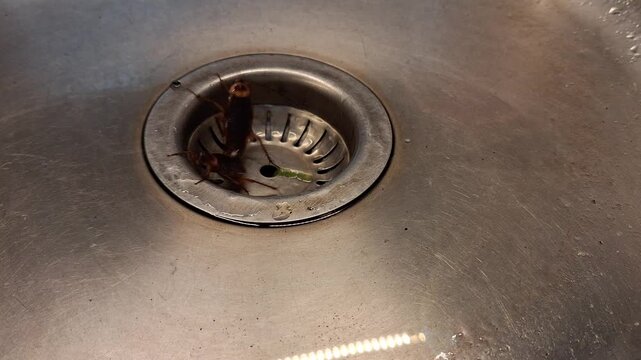 2 cockroaches mating in the sink in the drain hole