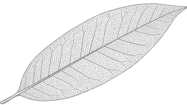 Detailed illustration of a leaf skeleton on white background