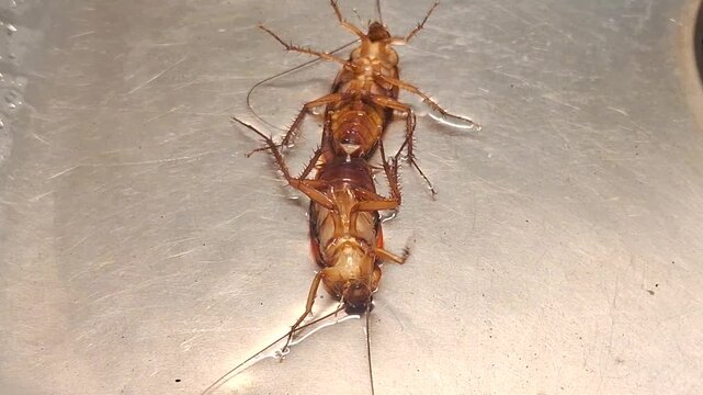 a pair of cockroaches mating in the sink or dishwashing area. Cockroaches upside down
