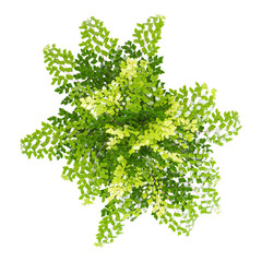 Green Adiantum capillus-veneris tree isolated on Canvas from top view