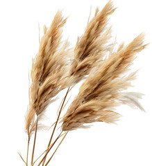 A bunch of dried pampas grass stalks with their characteristic feathery plumes in warm, light brown shades, lending a bohemian and natural touch to modern interiors and creative floral designs