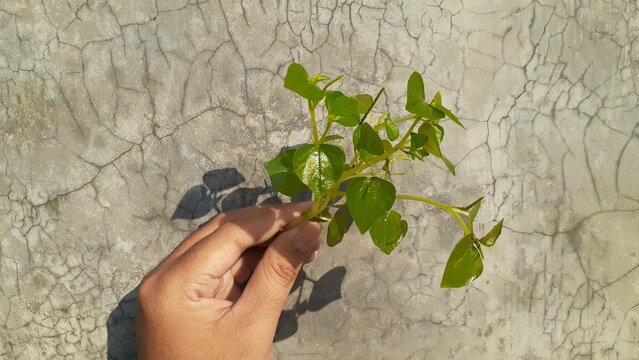 A hand holds a Peperomia pellucida plant against a cement wall background. Also known as Sirih Tumpang air, tumpang angin or suruhan, pepper elder, shining bush plant, crab claw herb, and man to man. 