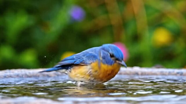 Bluebird bathing in a serene water feature surrounded by lush greenery.