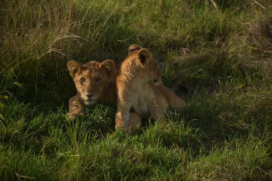 cachorros de le&oacute;n en kenia