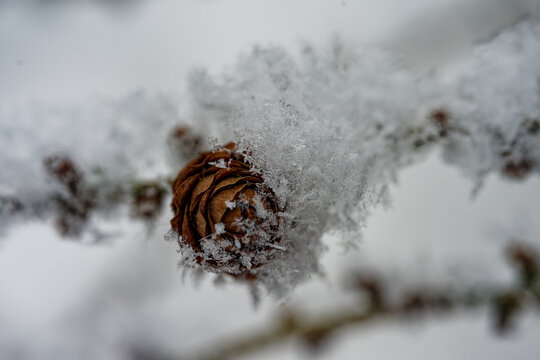 Larch strobilus: old ovulate cone on a larch branch.