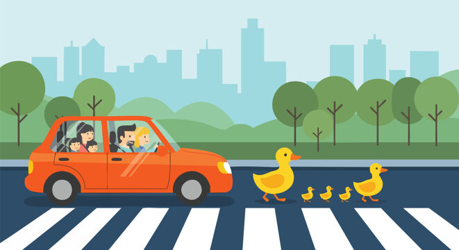Family in Car and Ducks Crossing Road on Pedestrian Crossing.