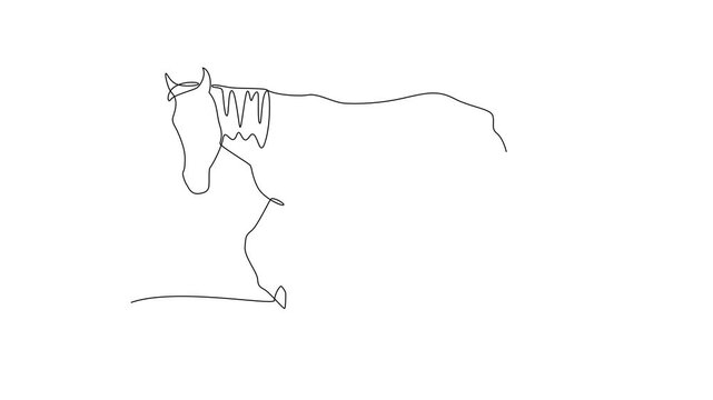 Walking Horse. Mammals Concept. Single line draw design Video 4k. Footage graphic illustration