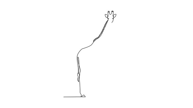 Giraffe Standing In Savanna. Wild Animal Concept. Single line draw design Video 4k. Footage graphic illustration