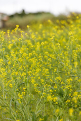 Obraz premium Yellow mustard flowers blooming in a spring field with soft green background 春に咲くカラシナの黄色い花畑とやわらかな緑