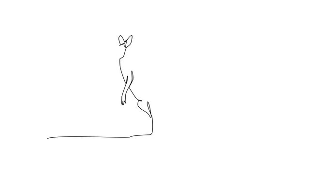 Kangaroo Standing In Open Land. Wild Animal Concept. Single line draw design Video 4k. Footage graphic illustration