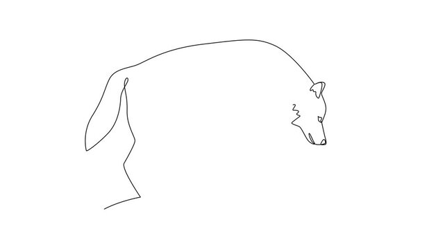 Wolf Walking In Wild Area. Wild Animal Concept. Single line draw design Video 4k. Footage graphic illustration