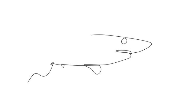 Shark Swimming In Ocean. Sea Animals Concept. Single line draw design Video 4k. Footage graphic illustration