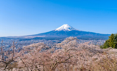 富士山と満開の桜