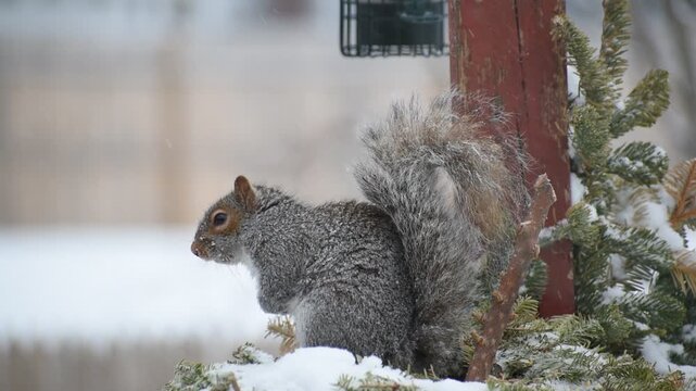 Profile view of a grey squirrel chewing in winter time during a snow squall.