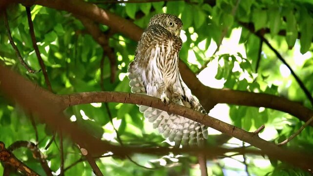 Small Owl Ruffling Feathers and Brief Wing Stretch on Forest Branch