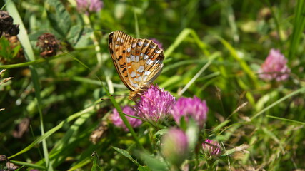 Obraz premium a butterfly with orange wings sits on a pink clover flower