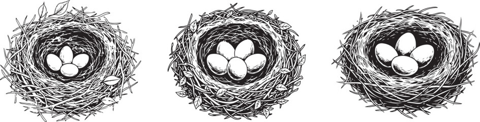 birds nest with eggs vector line art hand drawn illustration. Detailed black and white drawing of a bird's nest with four eggs, intricate design. Vector illustration
