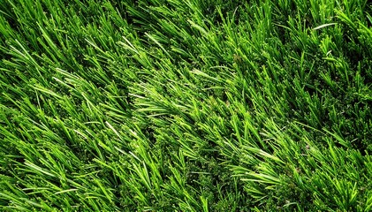 a close up of fresh green grass blades, sharply focused with soft natural light highlighting their vibrant color