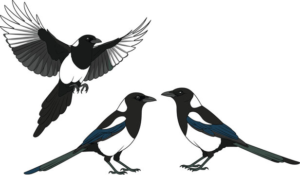 Vector illustration set of Eurasian magpies featuring a bird in flight with open wings and two standing magpies isolated on white background.