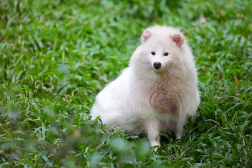 White raccoon dog © redpandian