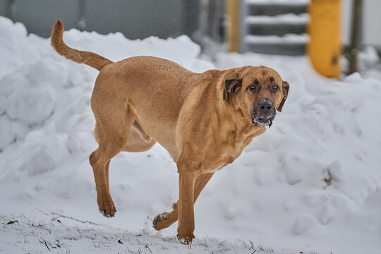 Broholmer male playing in the snow