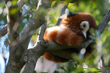 sleeping red panda