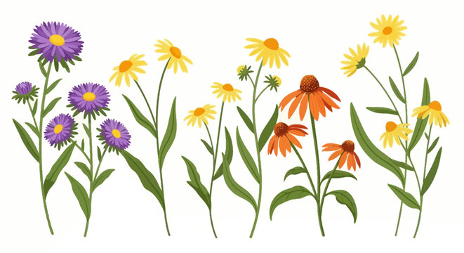 Collection of Diverse Wildflowers in Various Colors and Shapes on White Background