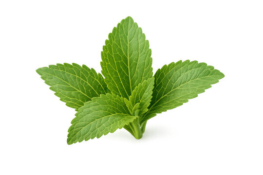 Fresh stevia leaves providing natural sweetness, healthy ingredient for sugar substitutes, transparent background