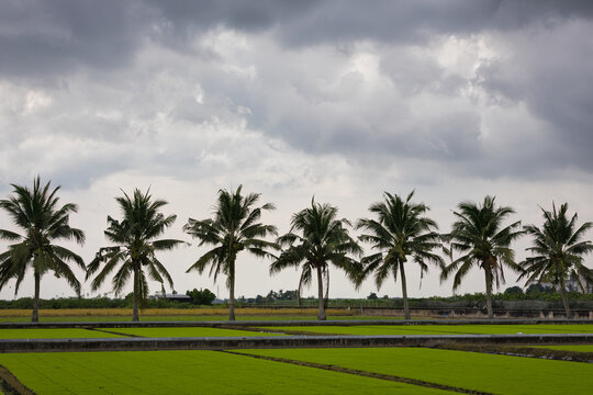 Agricultural landscape of Sekinchan rice fields Under overcast skies