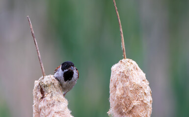 Reed bunting bird perching on a bulrush in wetland