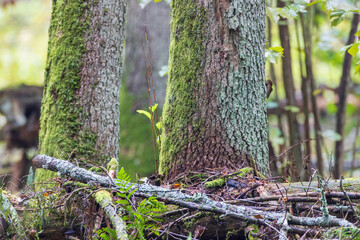 Green moss growing on tree trunks in forest