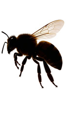Obraz premium Bee silhouette