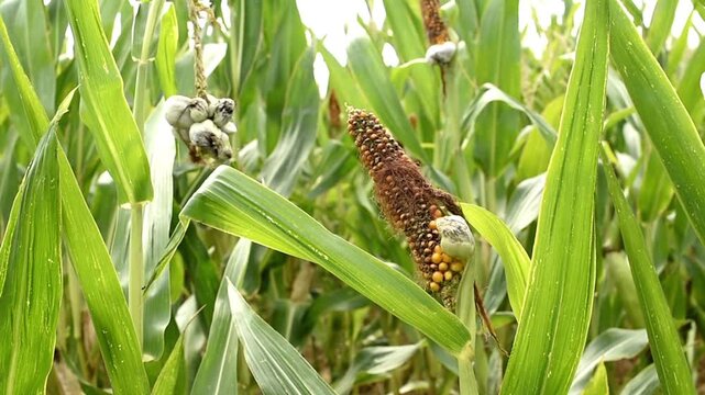 Close up of corn smut fungus galls growing on a maize ear in a field. Common corn smut infection on ripening corn kernels.