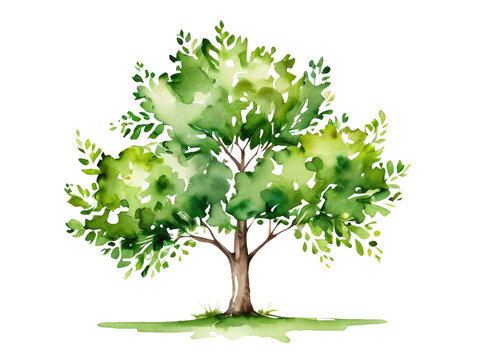 Watercolor illustration of a tree with lush green foliage