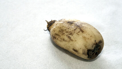 白い紙の上に置かれた土がついたままの新鮮な一節のレンコン